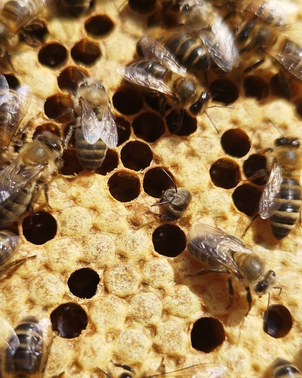 Close-up of bees on brood comb, with capped and empty cells