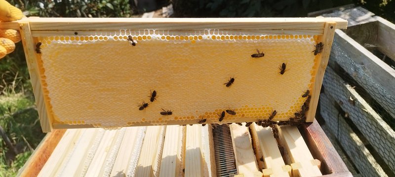 A frame of capped honeycomb held up beside the hive, with bees walking across it