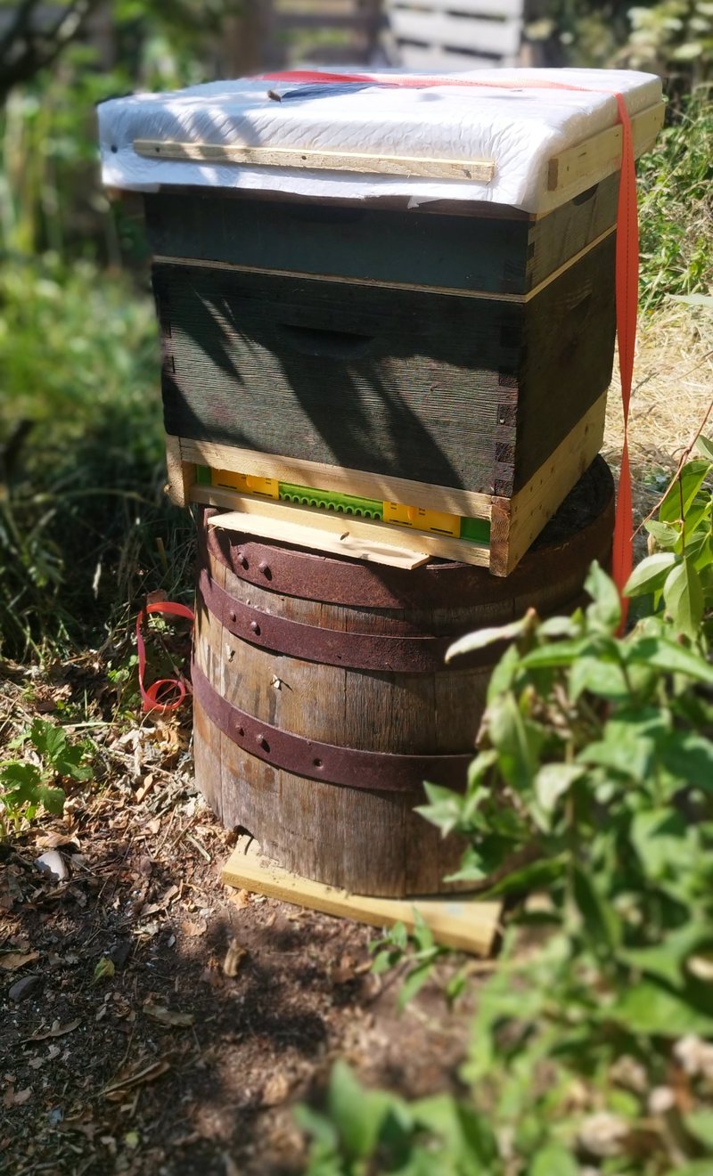 A hive with a quilted white roof and an orange strap, standing on an old oak barrel in the sun, with a field behind.