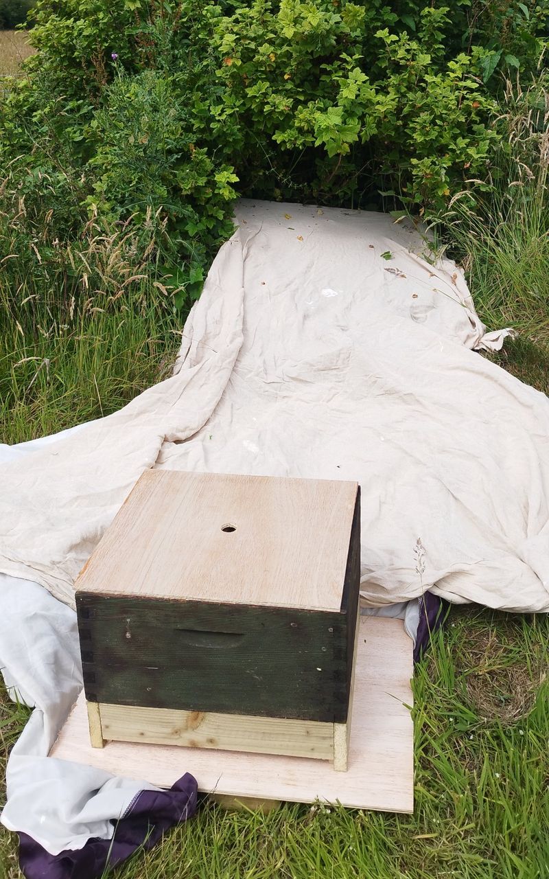 A cream sheet laid from the base of a bush to a wooden hive box with a ply lid, set on a board in the grass.