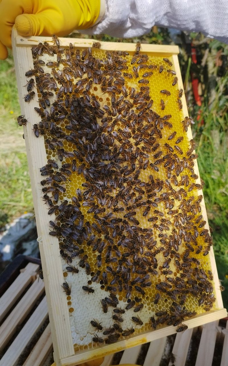 A frame held in yellow gloves, covered in calm bees on golden comb, with white capped cells at the bottom.