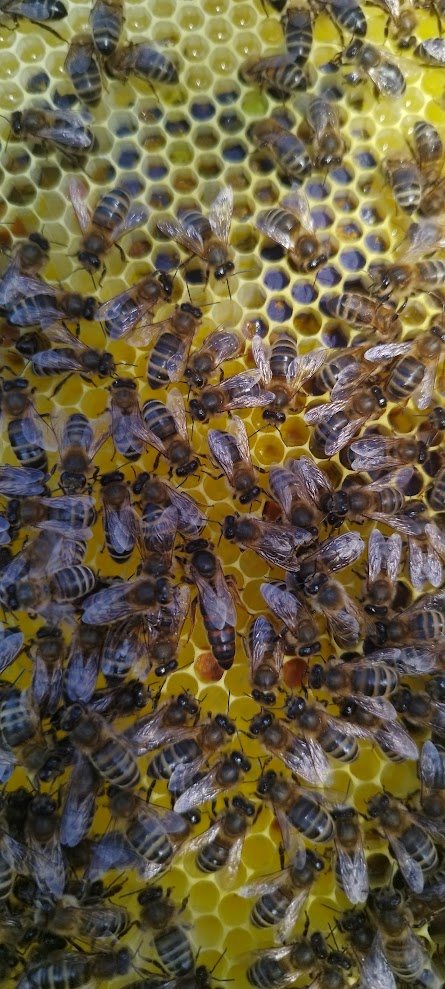 Close-up of worker bees on yellow comb, with the longer-bodied queen near the centre.