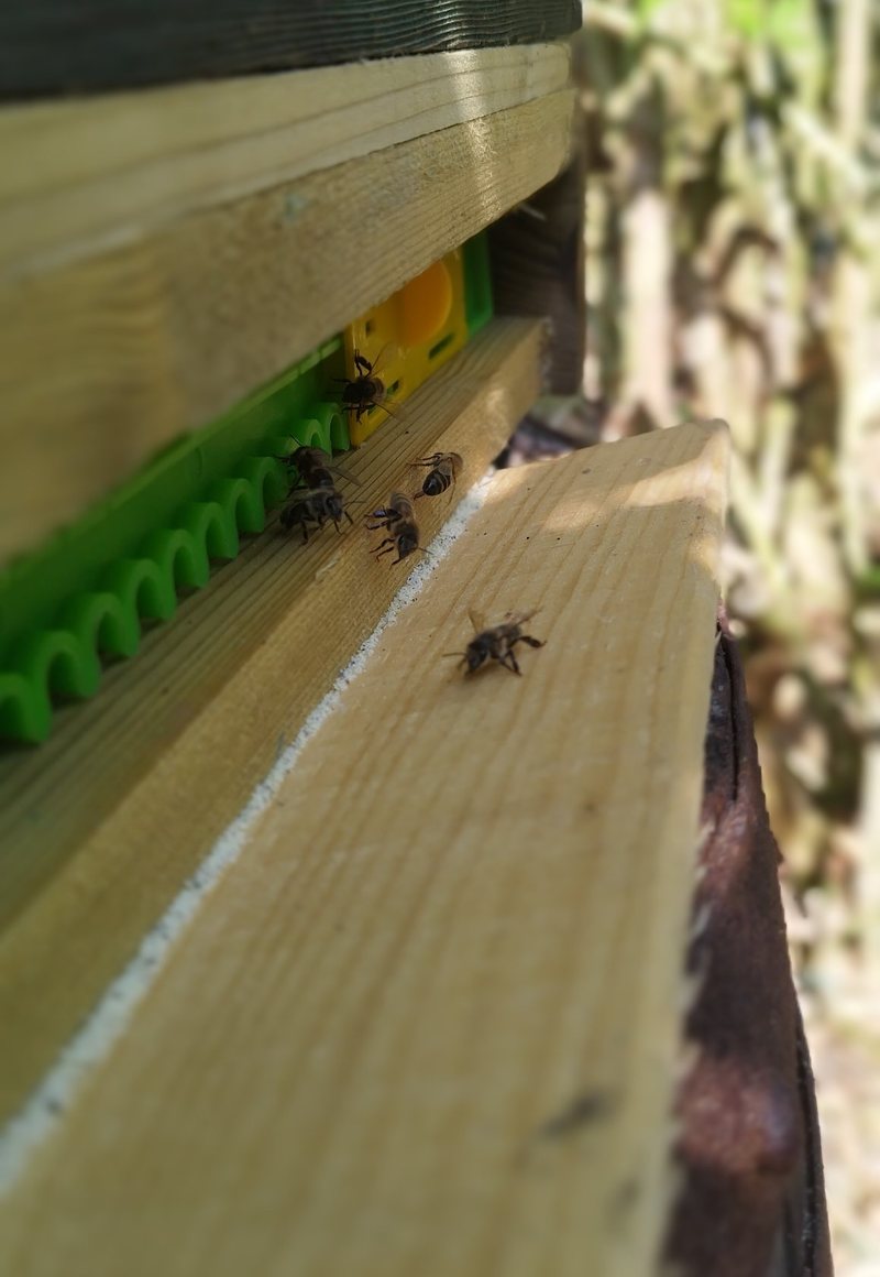 A few bees on a wooden entrance board in front of a green and yellow plastic entrance, beneath a dark green hive box.